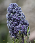 Purple Wild Flower 2120
